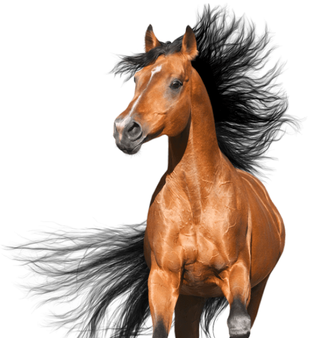 HORSE HERO
